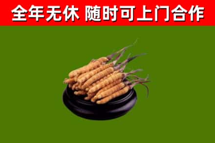 通许回收冬虫夏草