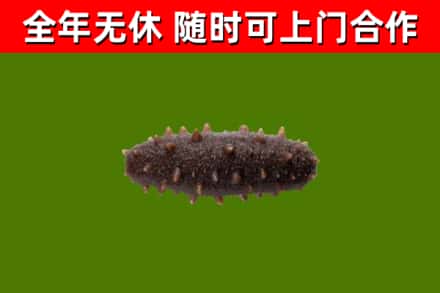 通许回收海参干
